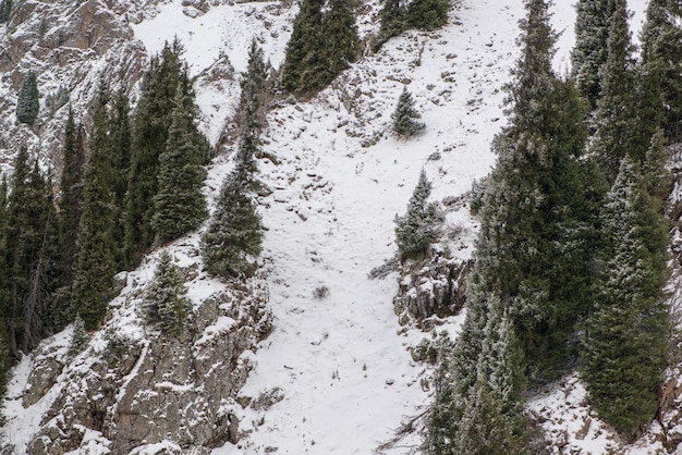 Winterberglandschap met pijnbomen