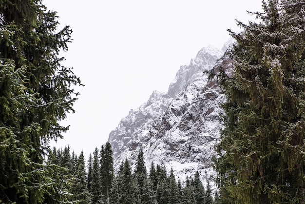 Winterberglandschap met pijnbomen