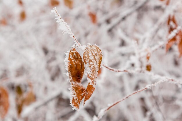 Winterbladeren bedekt met sneeuw en rijp