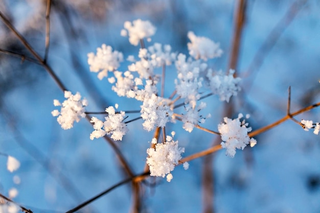 Winterblauwe achtergrond met droge plant bedekt met rijp en sneeuw, selectieve focus Winterbloem