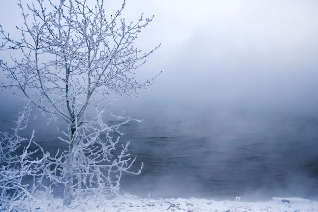 Winterbomen bij vorst en mist