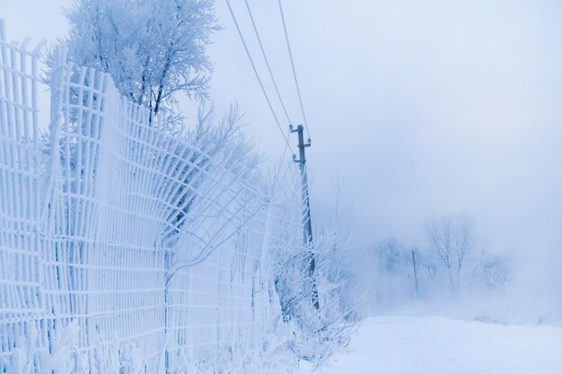 Winterbomen en hek in de vorst en mist