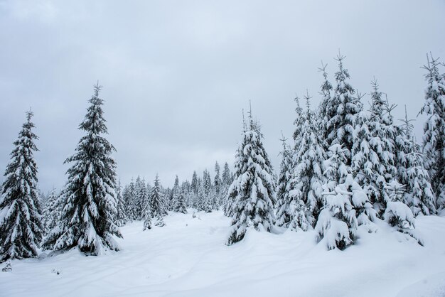 Winterbomen in bergen bedekt met verse sneeuw