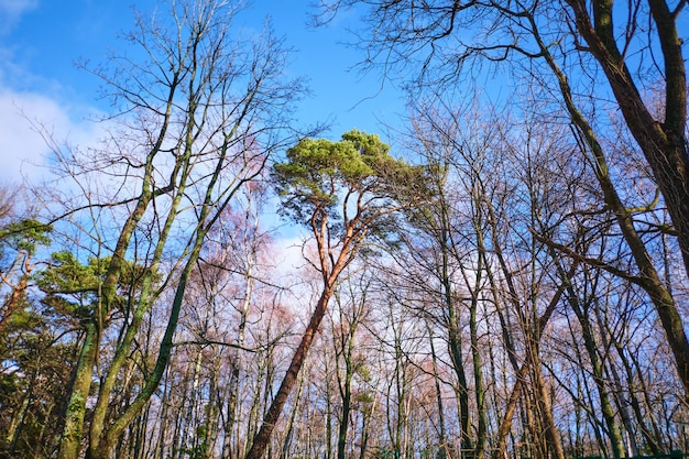 Foto winterbomen tegen de lucht