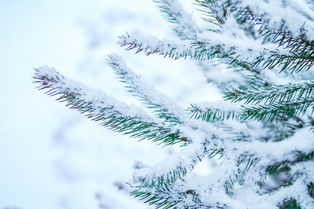 Winterboom in parkoppervlak