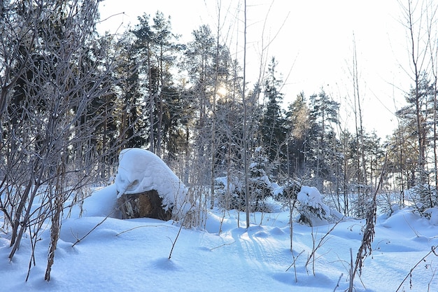 Winterbos bedekt met ijzig sneeuwlandschap