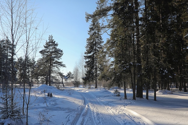 Winterbos bedekt met ijzig sneeuwlandschap