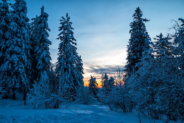 Winterbos bedekt met sneeuw bij zonsondergang