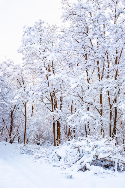 Winterbos bedekt met sneeuw Verticaal noordelijk landschap