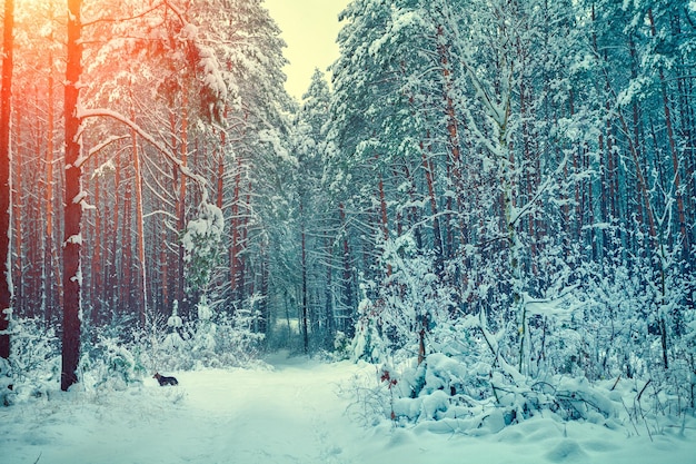 Winterbos bedekt met sneeuw