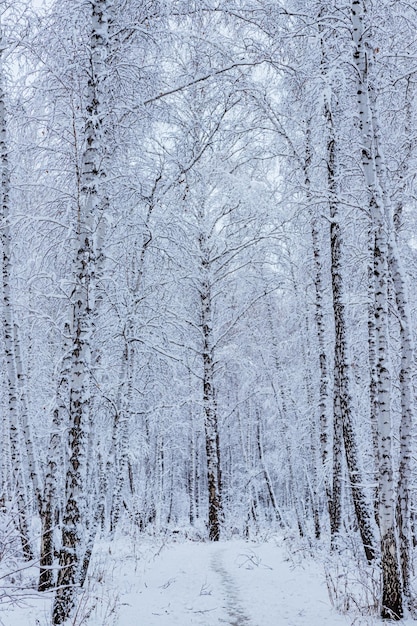 Winterbos besneeuwde dennen en berken