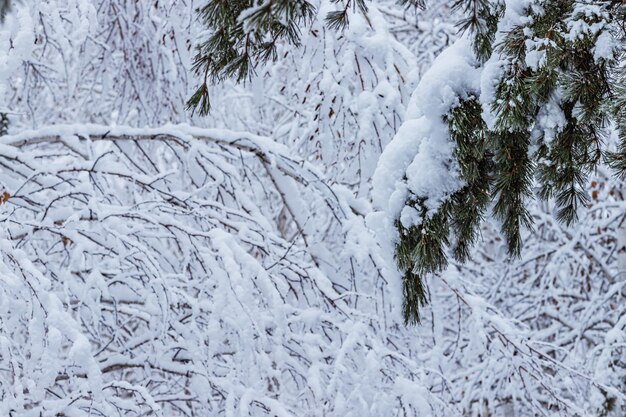 Winterbos besneeuwde dennen en berken