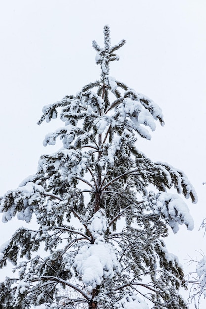 Winterbos besneeuwde dennen en berken