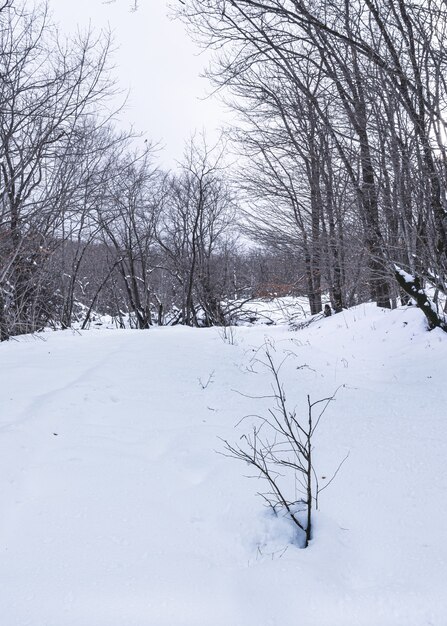 Winterbos, besneeuwde kale bomen