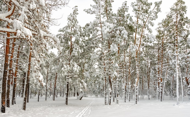 Winterbos. Besneeuwde winter. Koud weer,