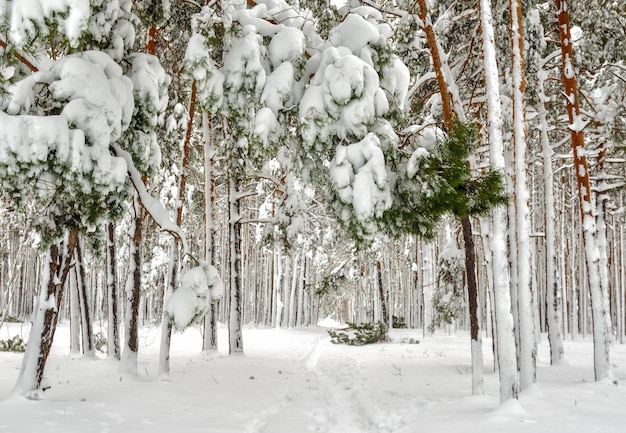 Winterbos. Besneeuwde winter. Koud weer,