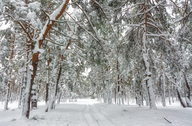 Winterbos. Besneeuwde winter. Koud weer,