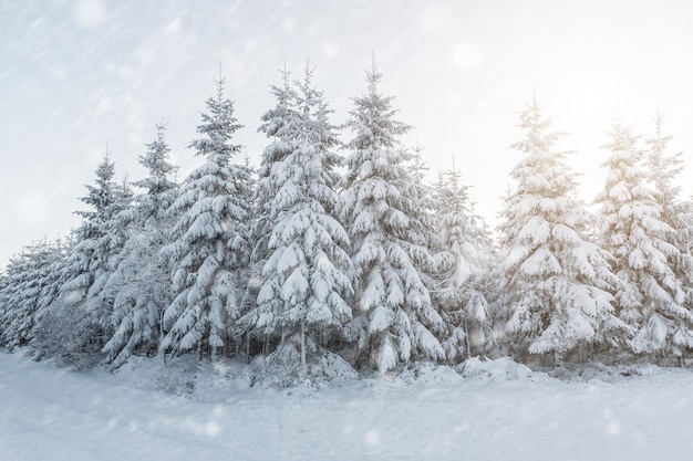 Winterbos bij een sneeuwachtig winterlandschap