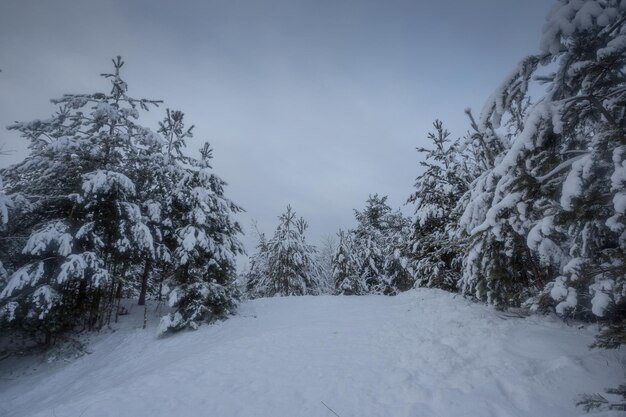 Winterbos, bomen in de sneeuw, natuurfoto's, ijzige ochtend