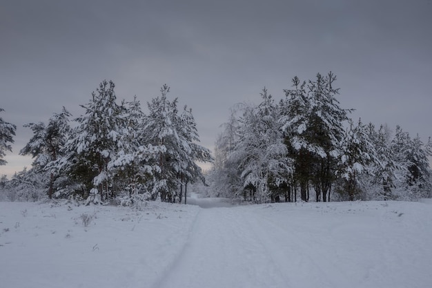 Winterbos, bomen in de sneeuw, natuurfoto's, ijzige ochtend