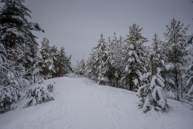 Winterbos, bomen in de sneeuw, natuurfoto's, ijzige ochtend