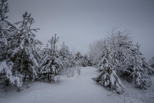 Winterbos, bomen in de sneeuw, natuurfoto's, ijzige ochtend