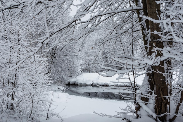 Winterbos, bomen in de sneeuw, prachtig besneeuwd uitzicht, koude rivier
