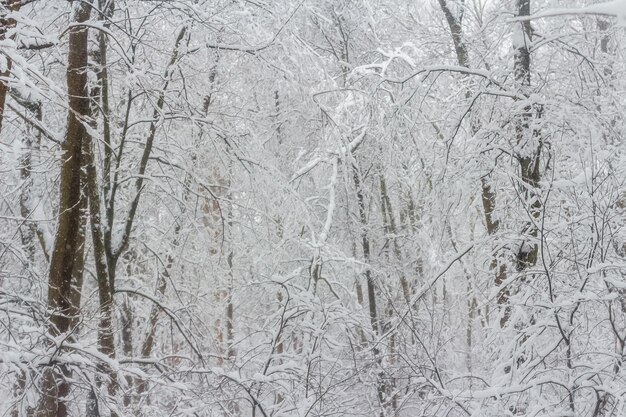 Winterbos. bos na een zware sneeuwval. winterlandschap