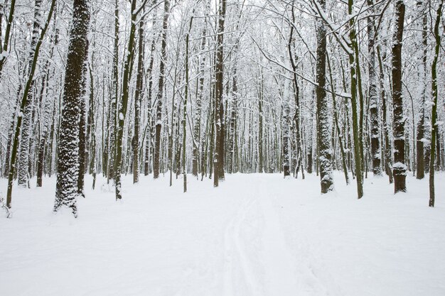 Winterbos en de weg