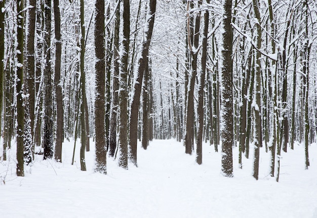 Winterbos en het weglandschap