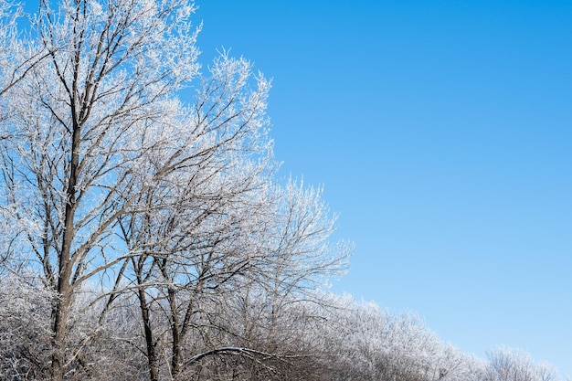 Winterbos ijzige bomen natuurschoonheid koud weer prachtig winterlandschap landschap van rijp