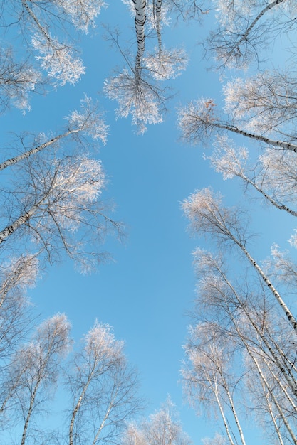 Winterbos in de sneeuw