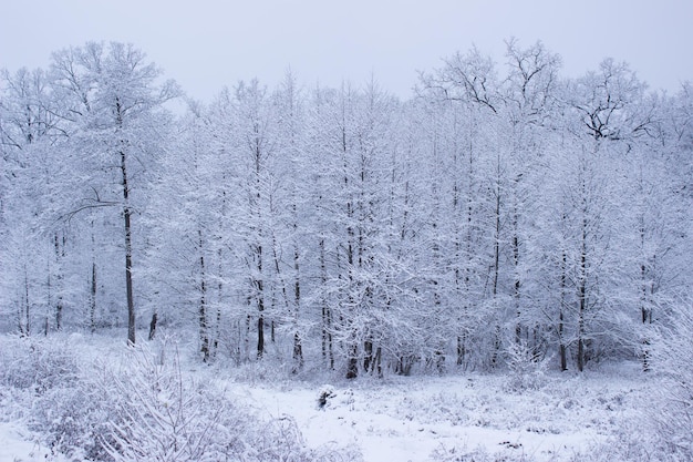 winterbos in de winter bomen in de winter besneeuwde bomen sneeuw op de takken van een boom