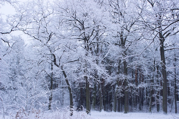 winterbos in de winter bomen in de winter besneeuwde bomen sneeuw op de takken van een boom