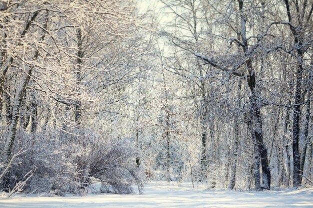 Winterbos in een zonnestraal