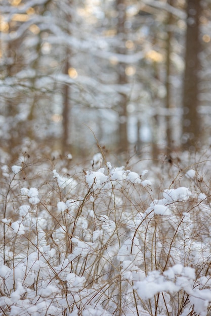 Foto winterbos in witte sneeuw zonnige dag om te wandelen en mentale ontspanning