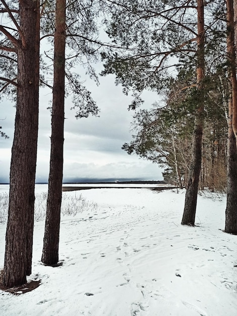 Winterbos, landschap met uitzicht op het water