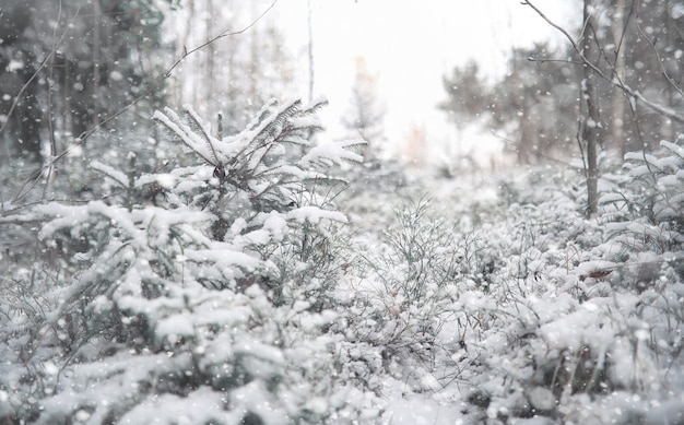 Winterbos. Landschap van winterbos op een zonnige dag. Besneeuwde bomen en bomen in het bos. Takken onder de sneeuw. Slecht besneeuwd weer koude dag.