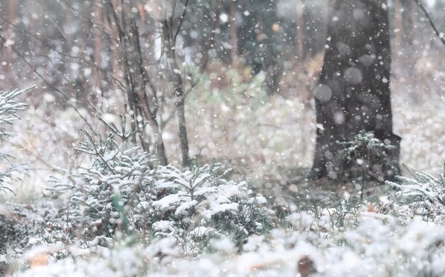 Winterbos. landschap van winterbos op een zonnige dag. besneeuwde bomen en kerstbomen in het bos. takken onder de sneeuw. slecht besneeuwd weer koude dag.