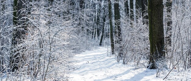 Winterbos met besneeuwde bomen en struiken bij zonnig weer, weg in winterbos