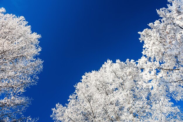 Winterbos met besneeuwde bomen. Mooie winterse achtergrond.