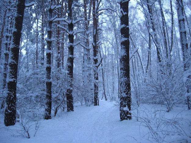 Foto winterbos met bomen bedekt met een dikke laag sneeuw