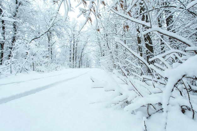 Winterbos met bomen bedekt met sneeuw. Besneeuwde weg. Winter reisconcept.