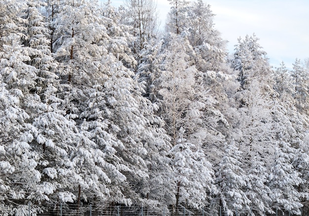 Winterbos met bomen bedekt met sneeuw