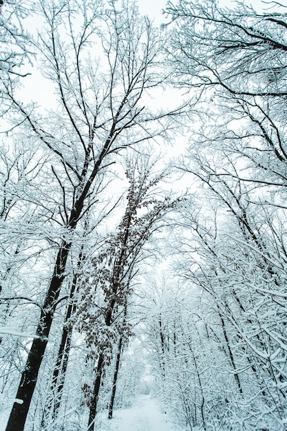 Winterbos met bomen bedekt met sneeuw.
