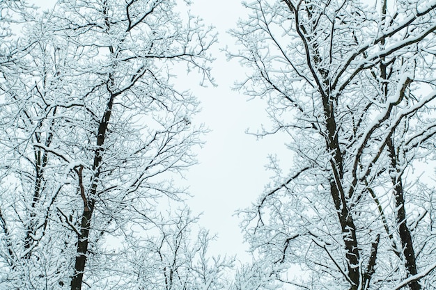 Winterbos met bomen bedekt met sneeuw.