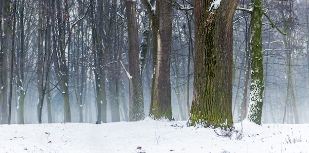 Winterbos met bomen in de mist Winterlandschap