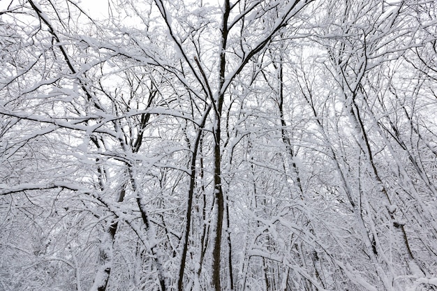 Winterbos met bomen zonder gebladerte