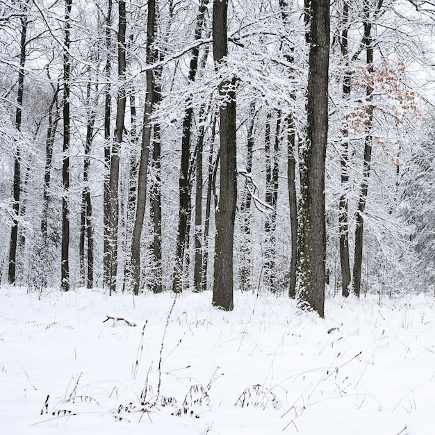 Winterbos met boom bedekte witte sneeuw Besneeuwd natuurlandschap Wintertijd achtergrond