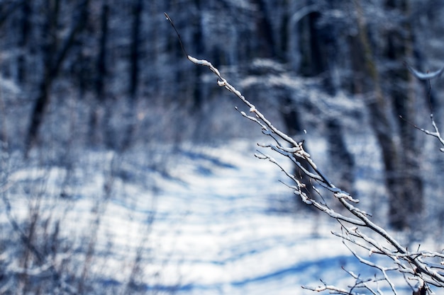 Winterbos met een besneeuwde boomtak bij zonnig weer